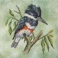 Belted Kingfisher - Cross Stitch Pattern
