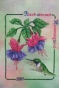 Black Chinned Hummingbird 2007