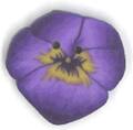Tiny Purple Pansy