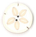 Small Sand Dollar