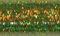 Laser Lime Holographic (015L) Blending Filament