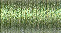 1/16" Ribbon #3215 - Peridot