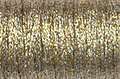 1/8" Ribbon #102 - Vatican Gold