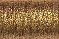1/8" Ribbon #202HL - Aztec Gold High Lustre