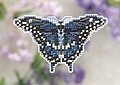 Black Swallowtail (beaded kit)