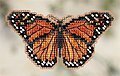 Monarch Butterfly (beaded kit)