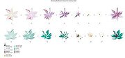 Stunning Starflowers - Clear Stamp