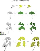 Sweet Ginkgo - Clear Stamp and Die