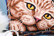 Scottish Fold Cat (Cusion Front) - Cross Stitch Kit