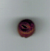 Rusty Bell 1/4" 