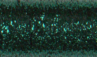 Emerald (009HL) Blending Filament