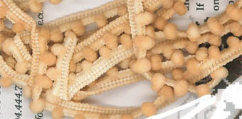Barely There Beige Pom Pom (1yd)