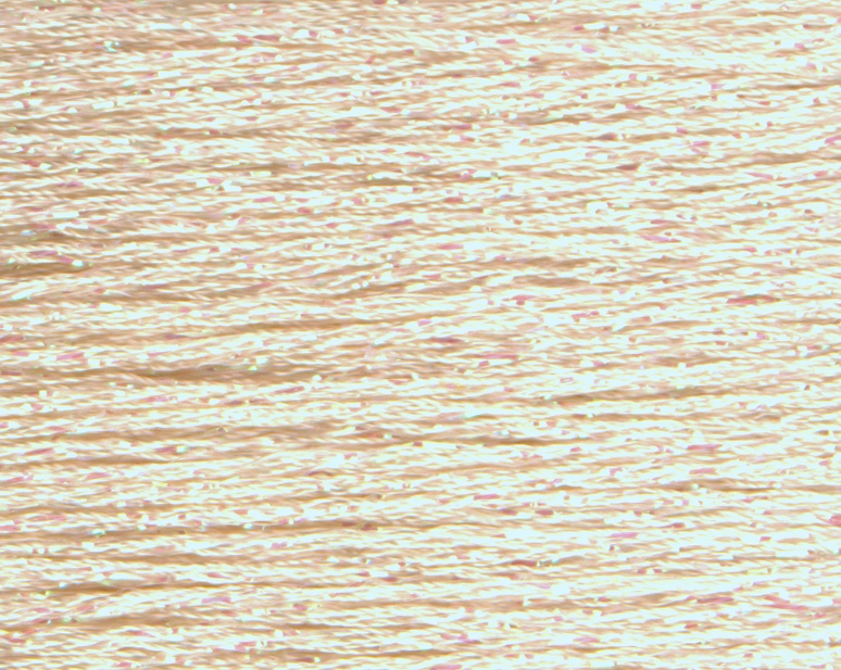 Rainbow Gallery Entice - #203 - CHAMPAGNE