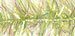 Estaz - Opal Lime Green