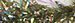 Estaz - Opal Dark Olive
