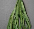 Gloriana 4mm Silk Ribbon #160 - Blythe Green