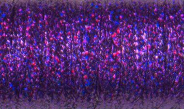 1/8" Ribbon #026L - Punchy Purple