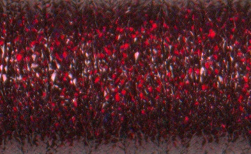 1/8" Ribbon #031L - Berry Red