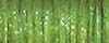 1/8" Ribbon #5535 - Oregano