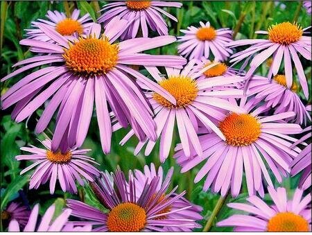 Lilac Daisies - Diamond Mosiac Kit