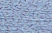 Rainbow Gallery Silk Lame Braid - SL134 Misty Lilac