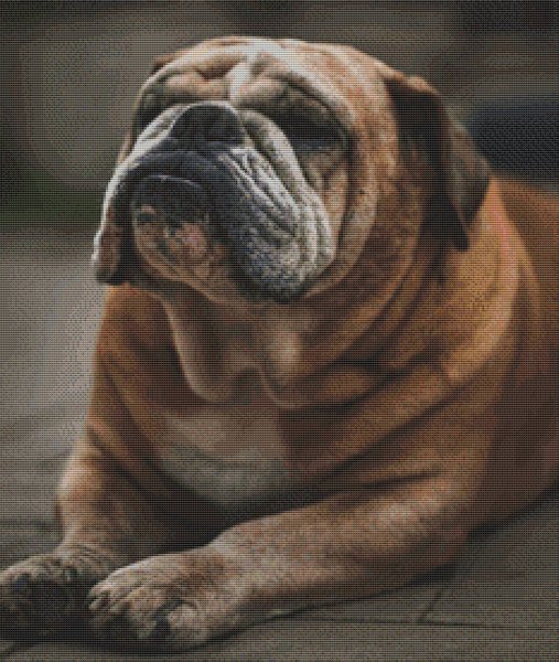 Babe - Bulldog - Cross Stitch Pattern